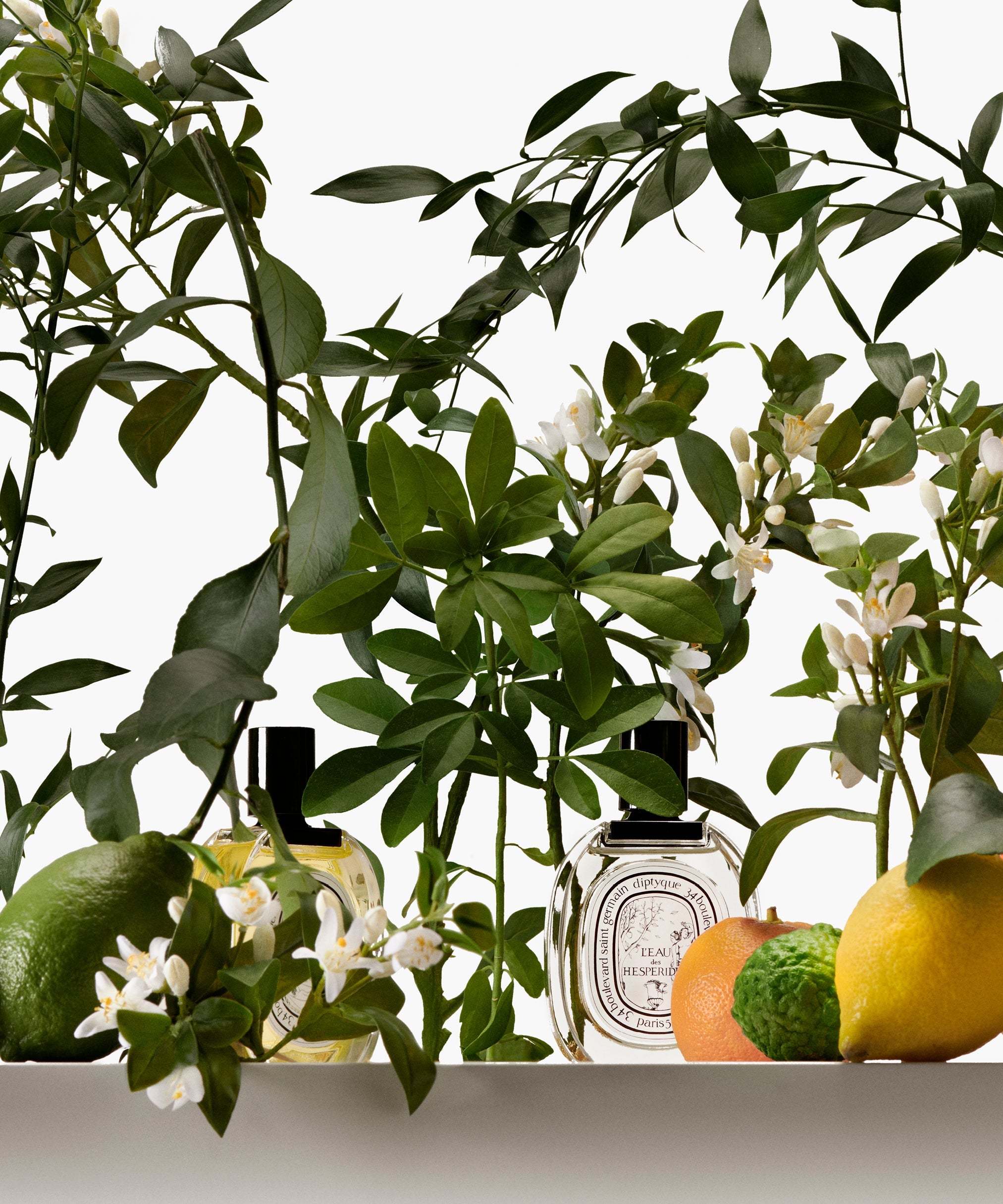 Citrus