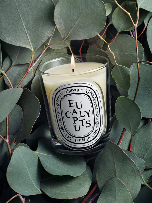 Eucalyptus (Eucalipto) - Vela modelo clásico