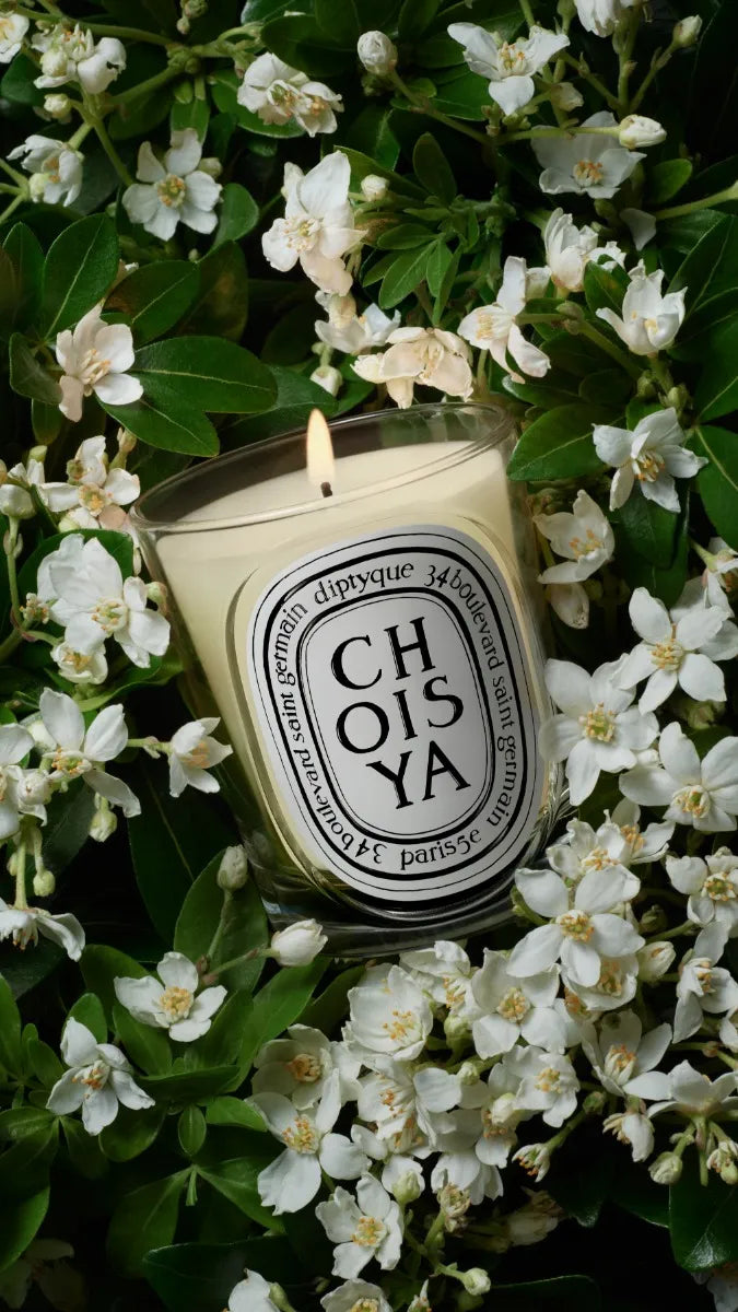 Choisya - Bougie modèle classique