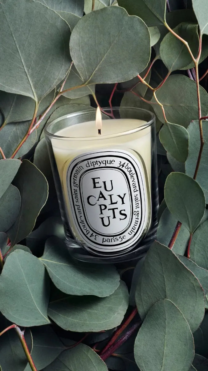 Eucalyptus (Eukalyptus) - Klassische Kerze