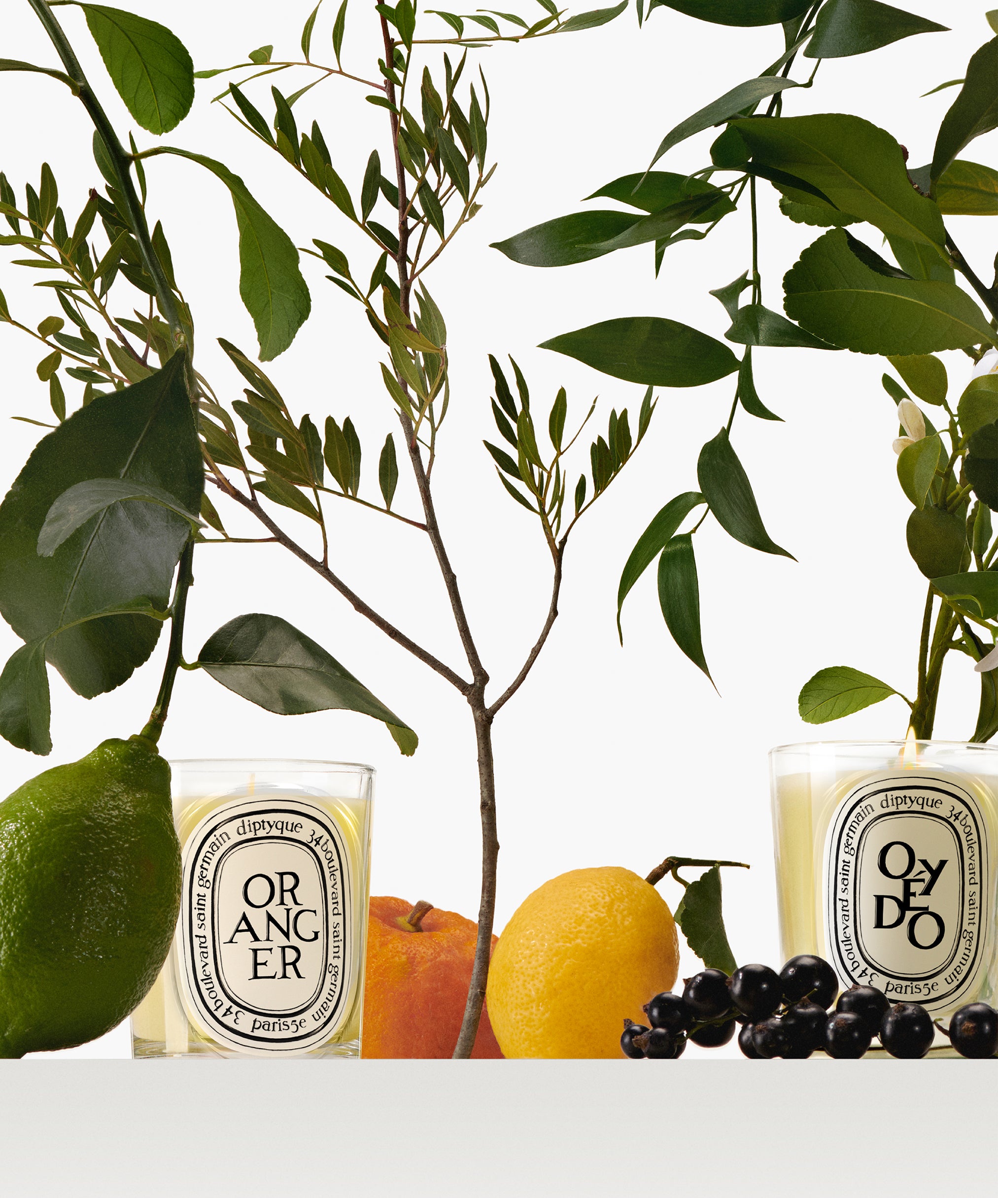 The Herbarium of Scents – Diptyque